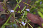 Limestone calamint